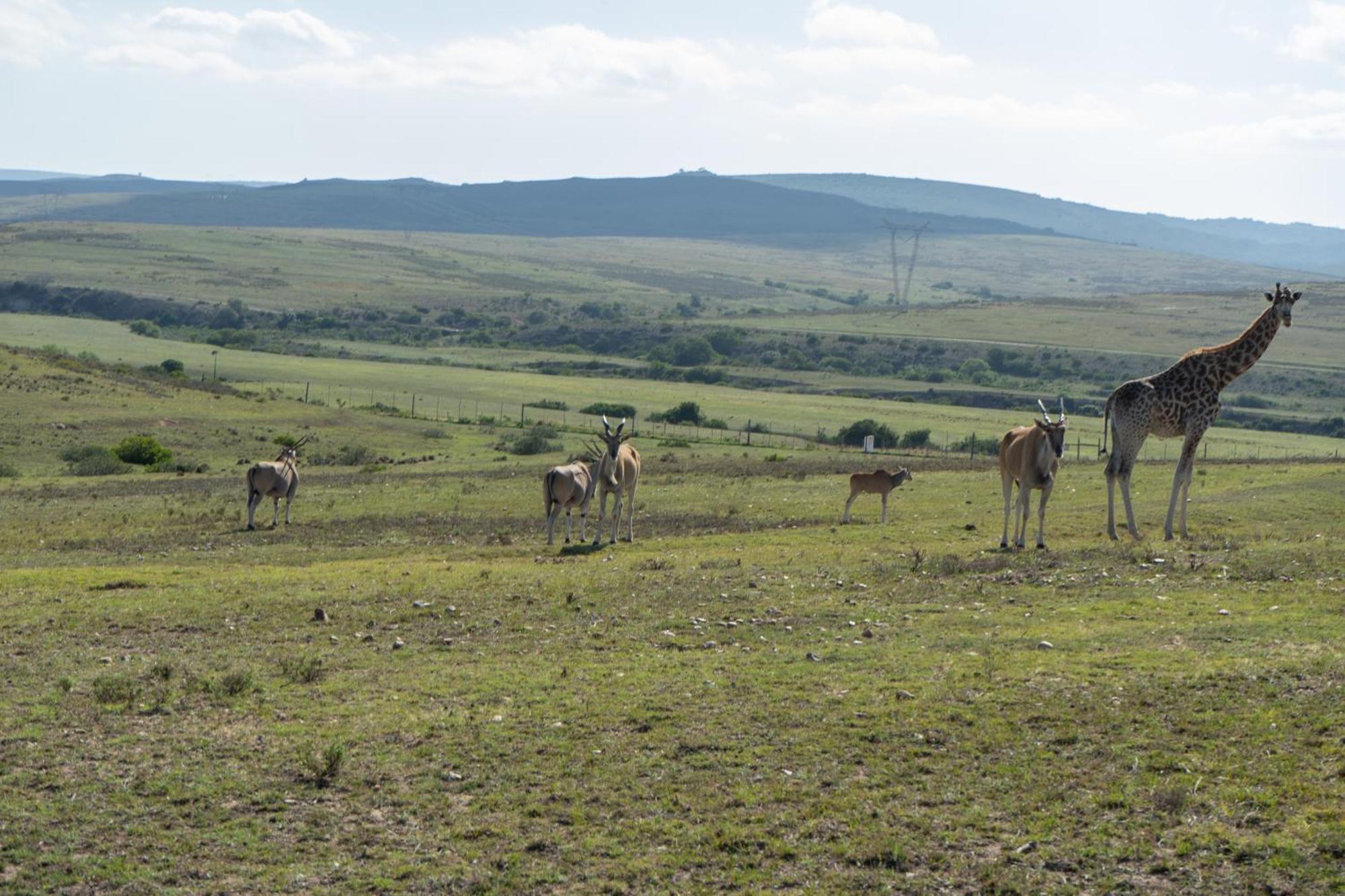Hartenbos Private Game Lodge Zewnętrze zdjęcie