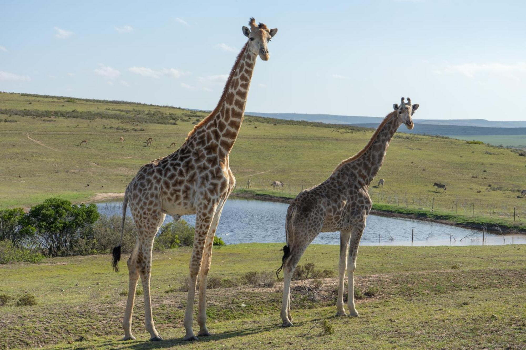 Hartenbos Private Game Lodge Zewnętrze zdjęcie