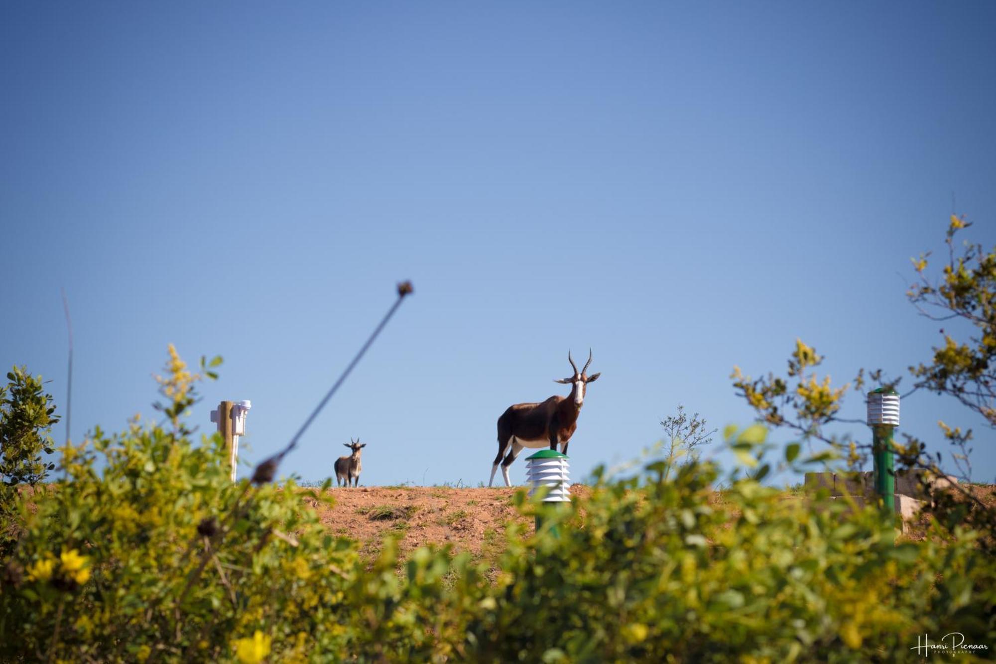 Hartenbos Private Game Lodge Zewnętrze zdjęcie