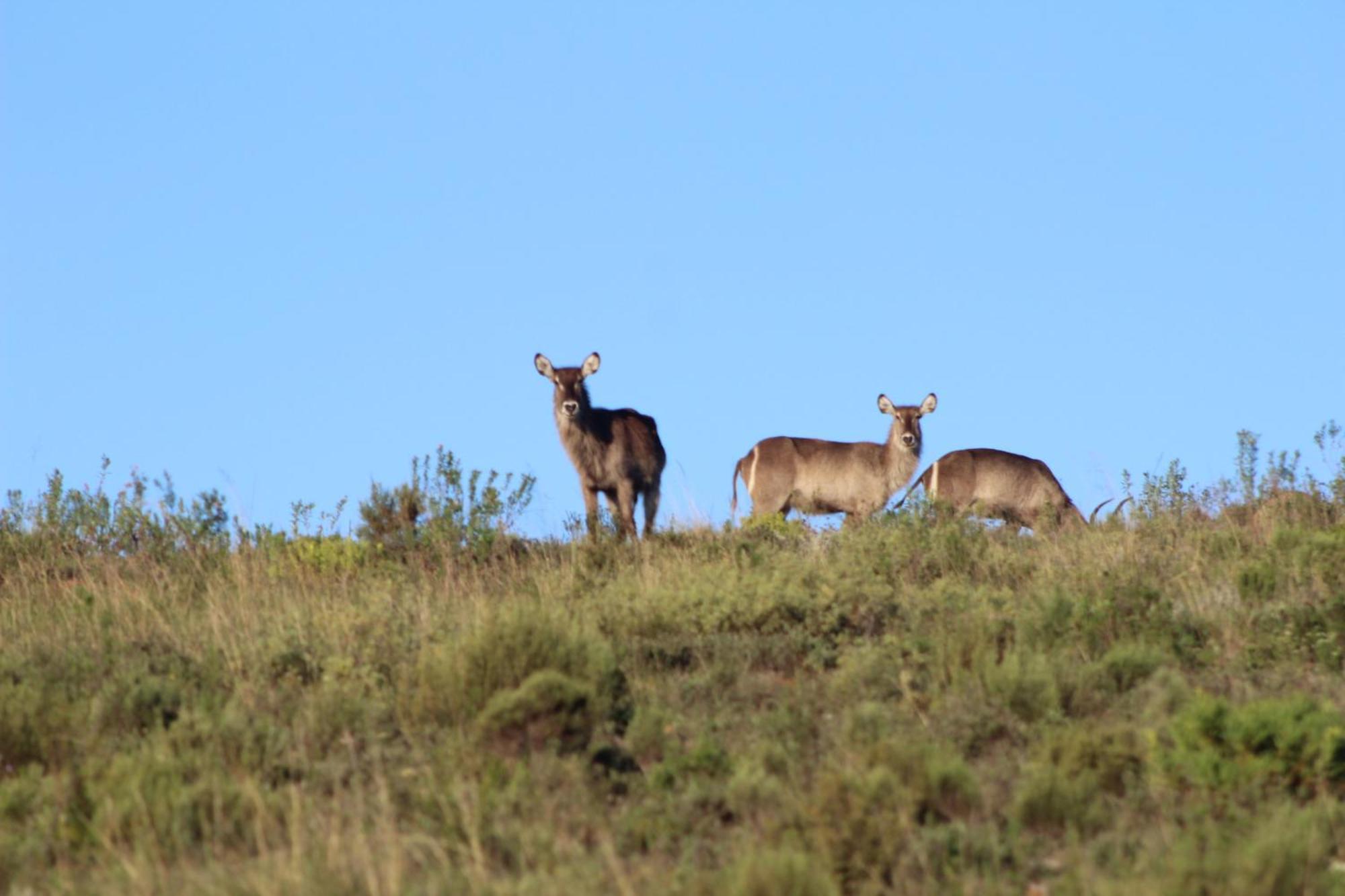 Hartenbos Private Game Lodge Zewnętrze zdjęcie