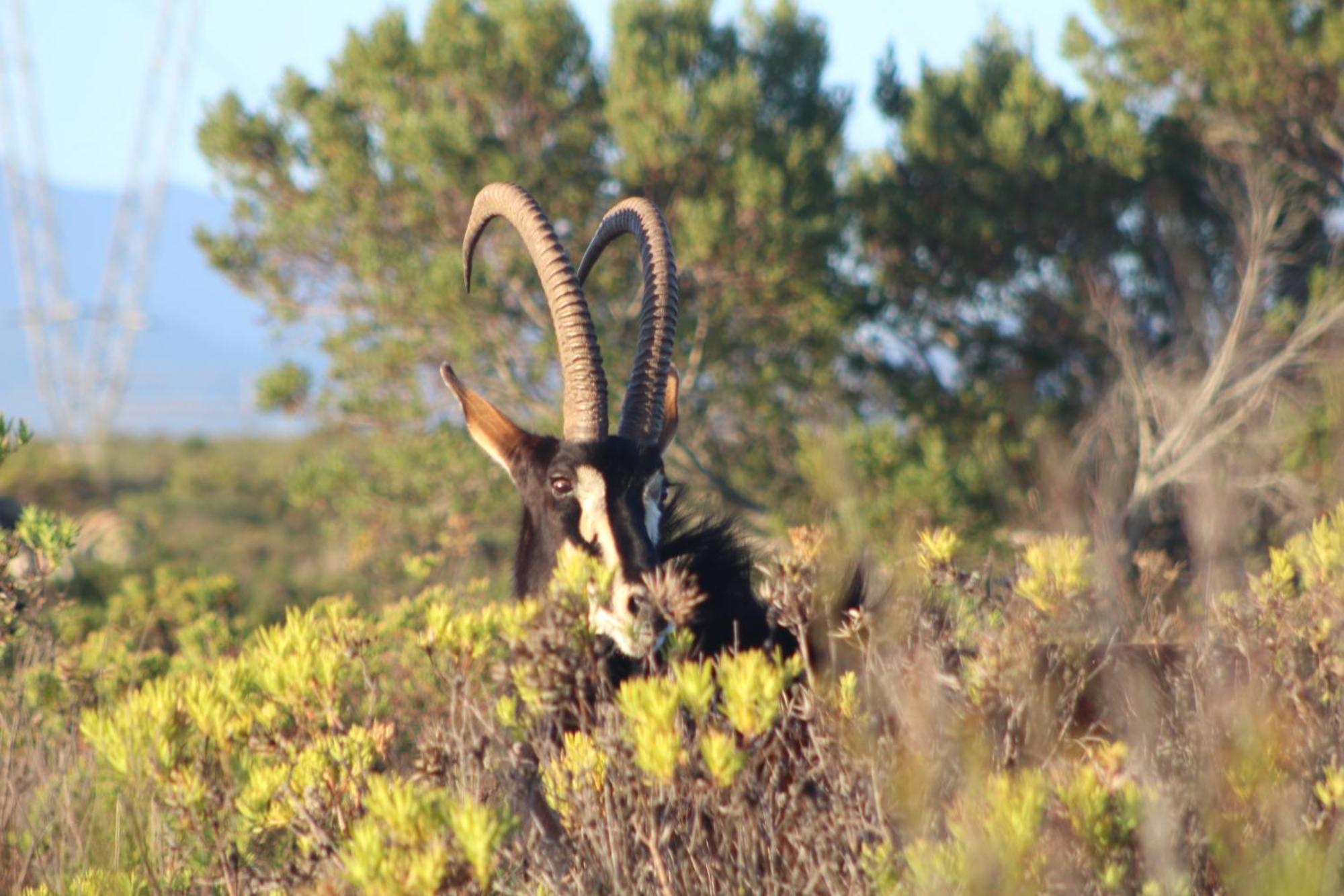 Hartenbos Private Game Lodge Zewnętrze zdjęcie
